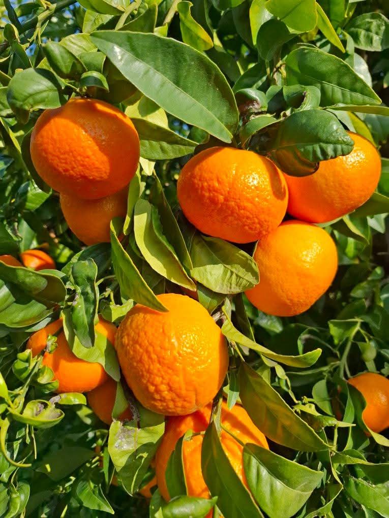 Tangerines